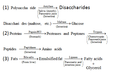 1758_Digestion of food.png
